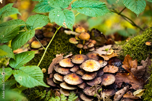 Mushrooms and autumn leaves in the woods