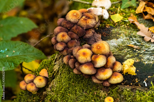 Mushrooms and autumn leaves in the woods