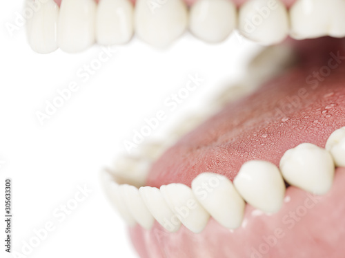 3d rendered illustration of the human teeth