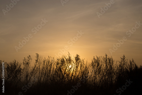 tall weeds at sunrice