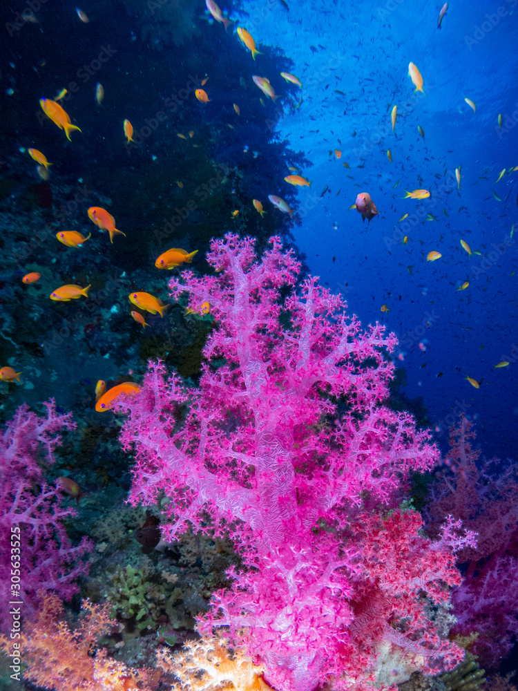 Naklejka premium seabed in the red sea with coral and fish