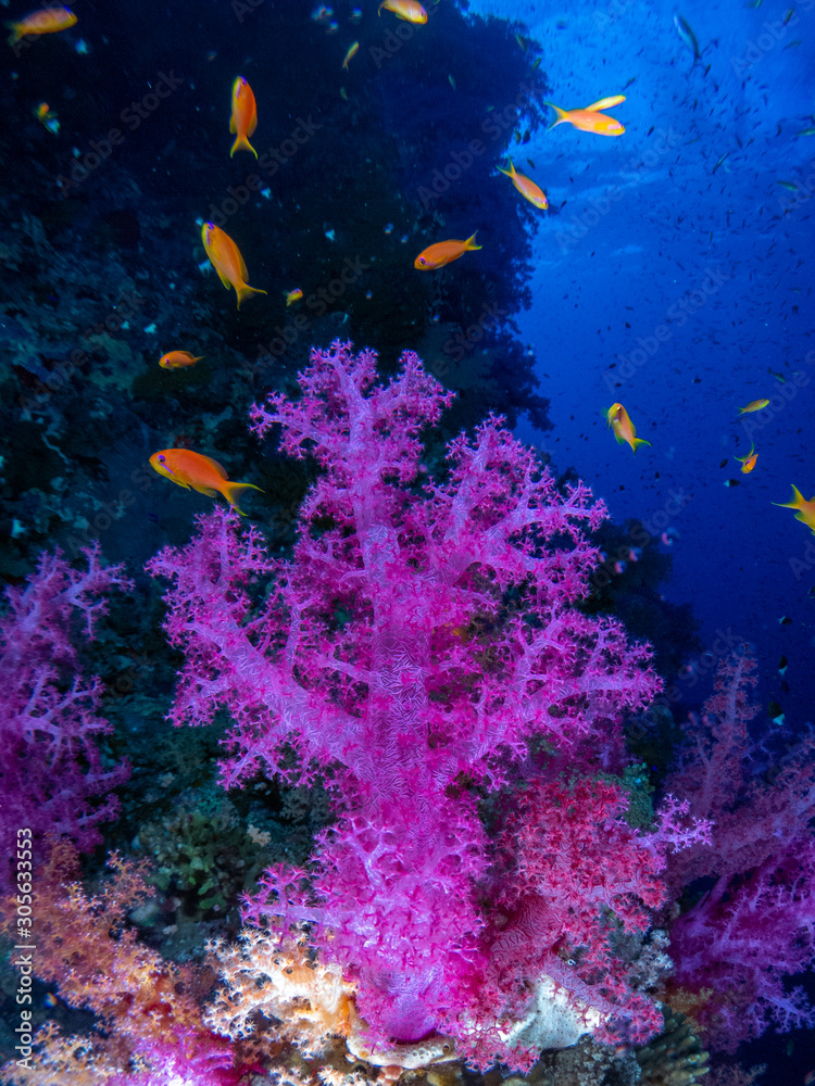 Naklejka premium seabed in the red sea with coral and fish