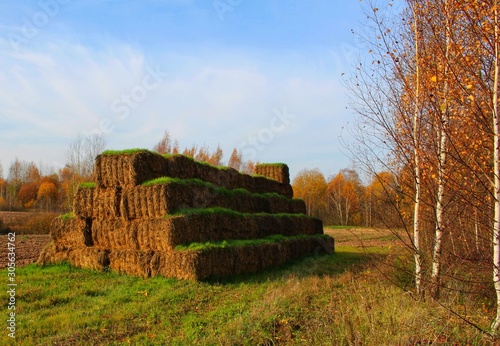 vitgras on a haystack photo