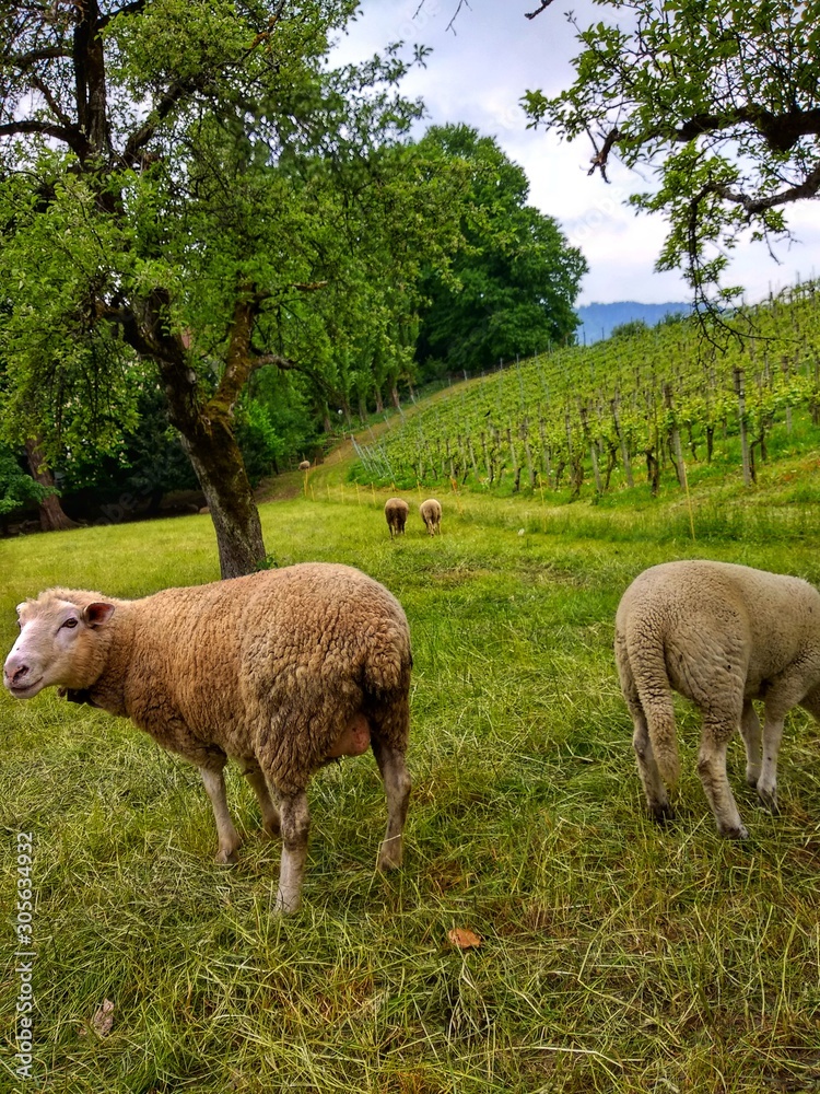 Fototapeta premium sheep on the vine field