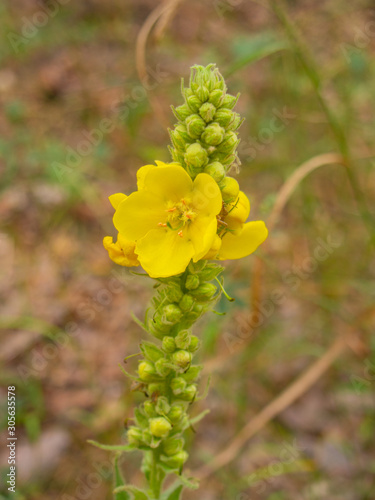 Denseflower mullein photo