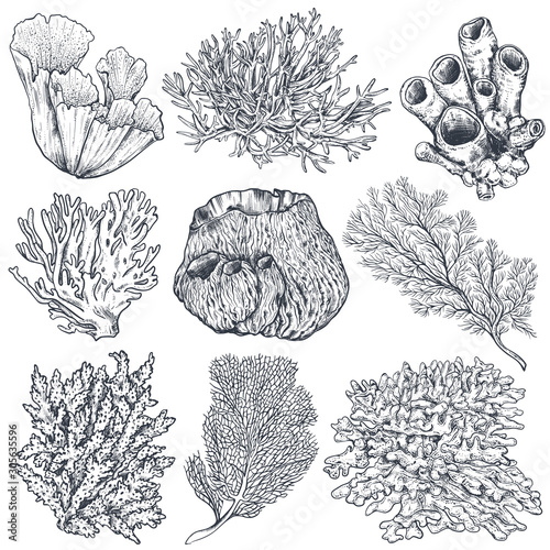 Fototapeta Vector collection of hand drawn ocean plants and coral reef elements