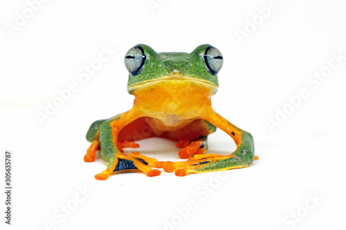 flying tree frog, wallace frog, rhacophorus reindwardtii with white background