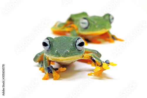 flying tree frog, wallace frog, rhacophorus reindwardtii with white background