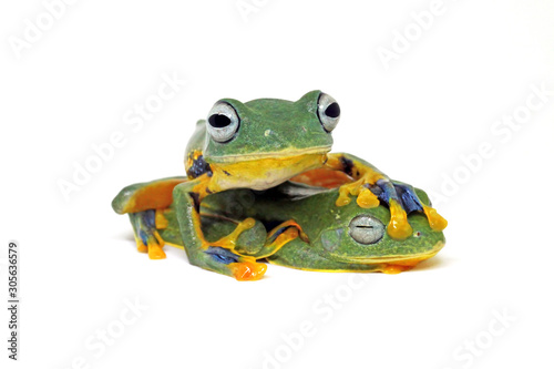 flying tree frog, wallace frog, rhacophorus reindwardtii with white background © Opayaza