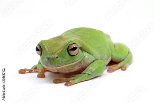 Fototapeta dumpy frog, green tree papua frog with white background