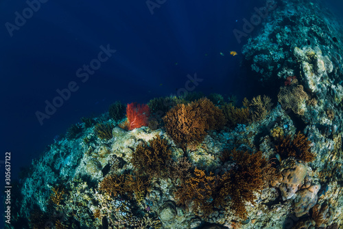 Fototapeta Naklejka Na Ścianę i Meble -  Underwater rocks with coral and fish in blue transparent ocean. National park Menjangan island