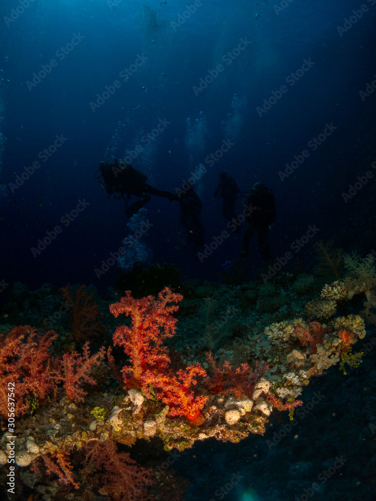 seabed in the red sea with coral and fish