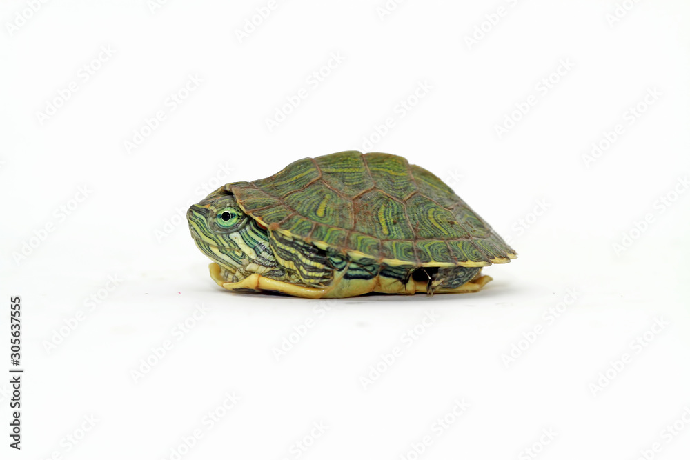 Obraz premium baby turtle with white background