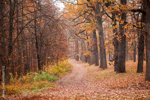 View of beautiful autumn park