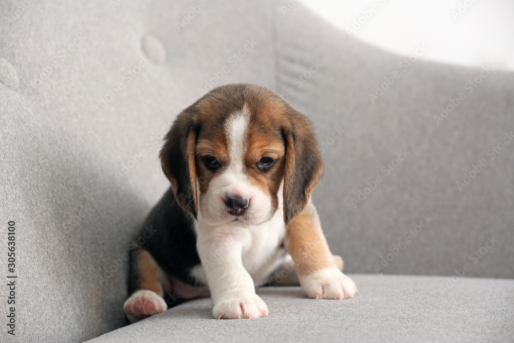 Cute beagle puppy on sofa