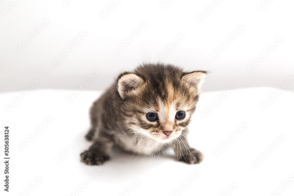 Little kitten isolated on white background. Tabby cat baby crawls with a frightened and curious look.