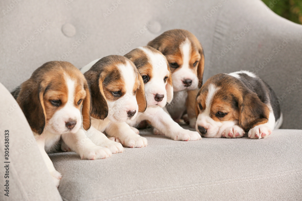 Cute beagle puppies on armchair - obrazy, fototapety, plakaty 