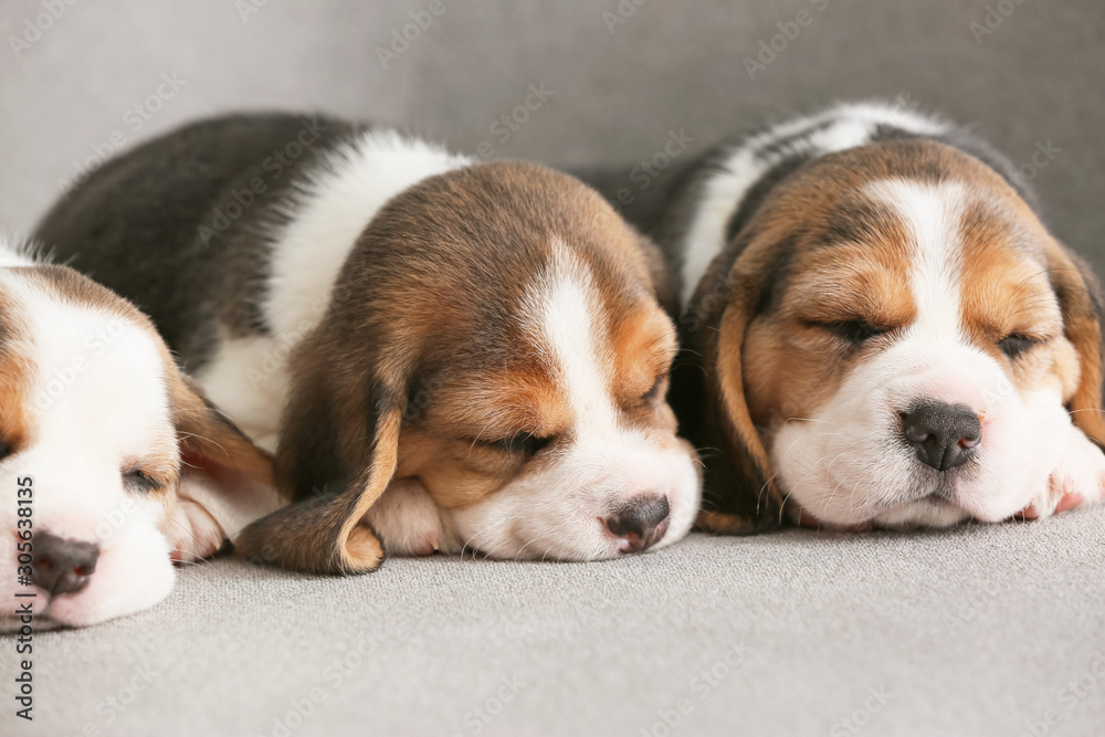 Cute beagle puppies sleeping on sofa