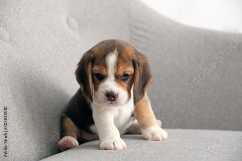 Photography Cute beagle puppy on sofa