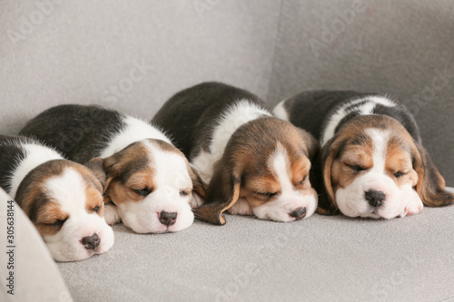 Obraz na płótnie Cute beagle puppies sleeping on sofa