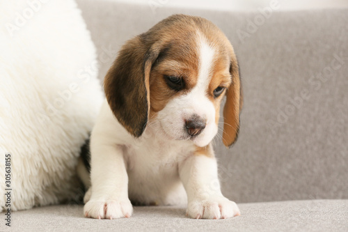 Cute beagle puppy on sofa