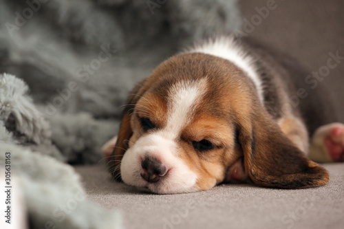 Cute beagle puppy sleeping on sofa at home