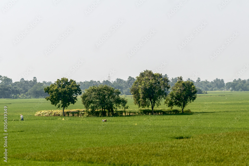 Fototapeta premium Trees on green spring meadow. Countryside Agricultural field background. Agriculture greenery filled with cereal crop. Beautiful nature scenery. Clear sky at sunset time. Rural India summer landscape.