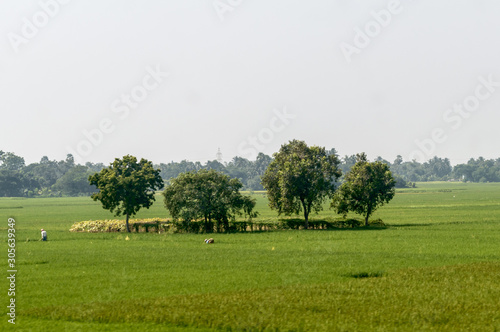 Trees on green spring meadow. Countryside Agricultural field background. Agriculture greenery filled with cereal crop. Beautiful nature scenery. Clear sky at sunset time. Rural India summer landscape.