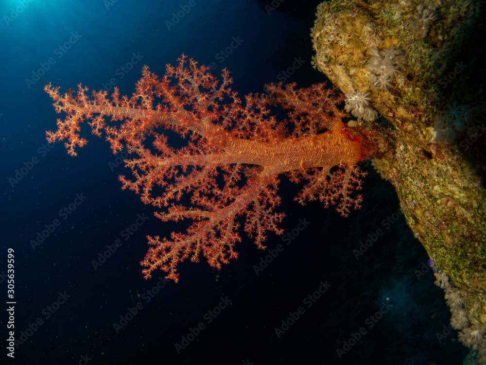 Fototapeta premium seabed in the red sea with coral and fish