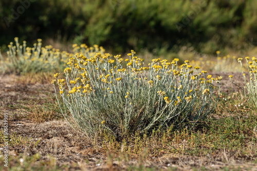 Immortelle commune dans les dunes de la Paracou (Les Sables d'Olonne, France) photo