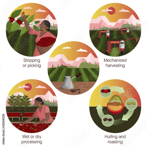 Coffee manufacturing. Process and production stages. Icon set