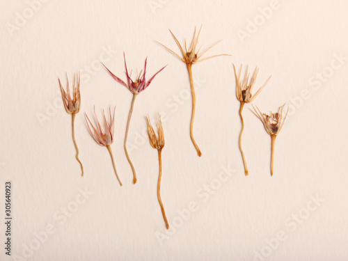 Pressed and dried spring summer yellow pink flowers on a paper background © Mandrixta