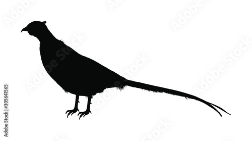 Pheasant vector silhouette illustration isolated on white background. Ring necked pheasant male symbol. Phasianus colchicus. Beautiful wild bird portrait. 