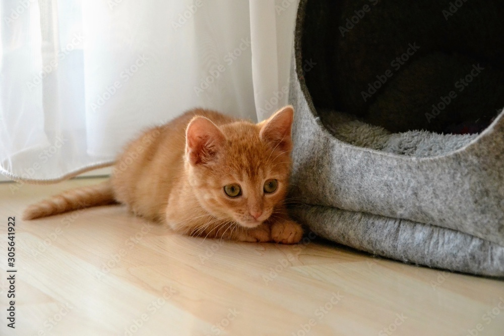 Cute, little ginger red baby cat. Close-up of a fluffy redhead crouching kitten