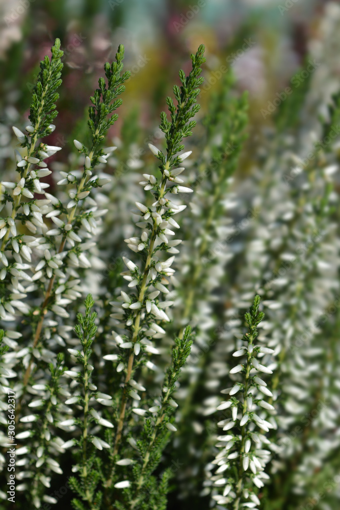 Common heather Common heather
