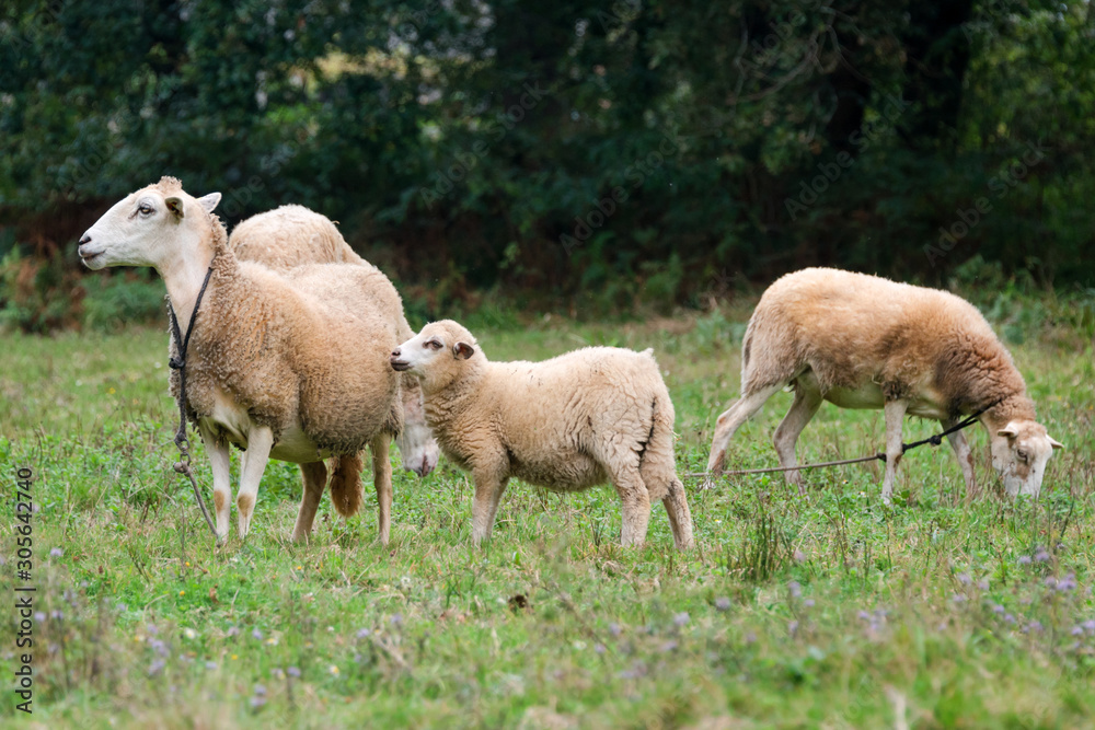 Sheep group and lamb on a meadow with green grass. Flock of sheep. Rural life concept. Sheep are grazing in the nature.