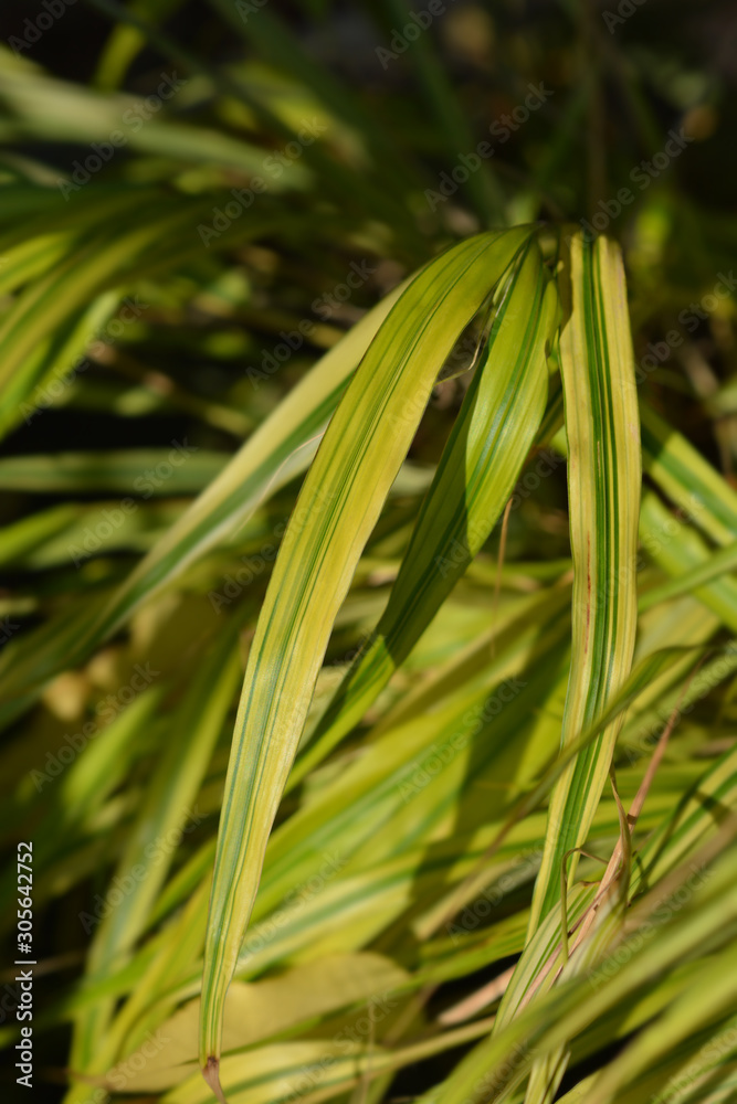 Hakone Grass Aureola Hakone Grass Aureola