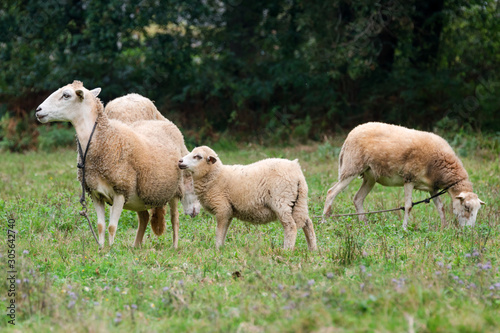 Sheep group and lamb on a meadow with green grass. Flock of sheep. Rural life concept. Sheep are grazing in the nature. © Magryt