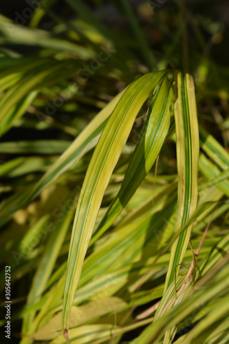 Hakone Grass Aureola