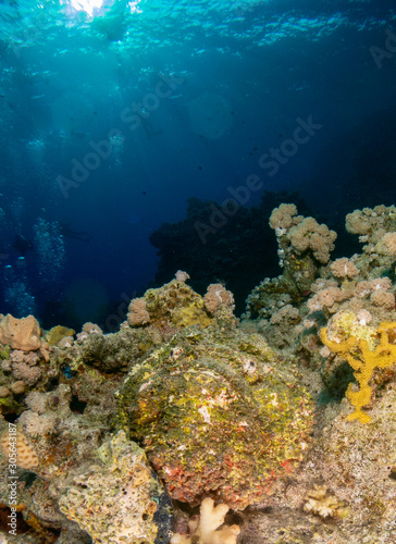 seabed in the red sea with coral and fish