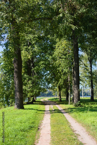 Dirt road in the park on the river bank on a bright sunny day. Vertical picture.