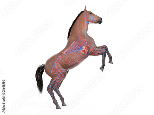 3d rendered medically accurate illustration of the equine anatomy - the vascular system