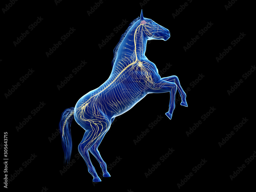 3d rendered medically accurate illustration of the equine anatomy - the ...