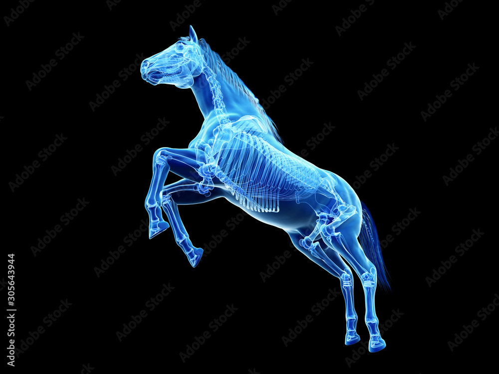3d rendered medically accurate illustration of the equine anatomy - the skeleton 3d rendered medically accurate illustration of the equine anatomy - the skeleton