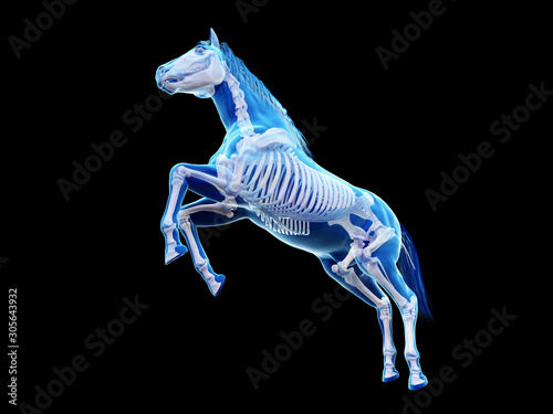 3d rendered medically accurate illustration of the equine anatomy - the skeleton