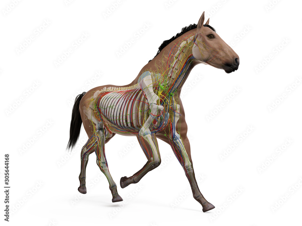 Obraz premium 3d rendered medically accurate illustration of the equine anatomy