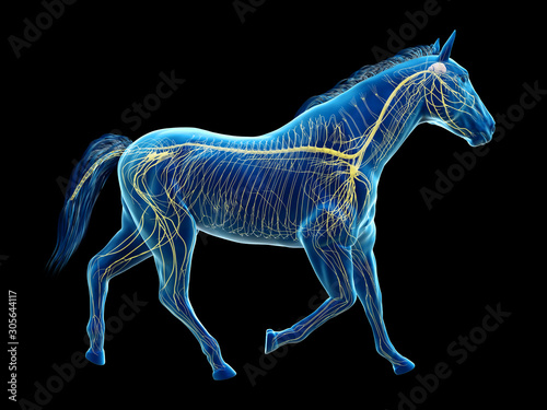 3d rendered medically accurate illustration of the equine anatomy - the nervous system