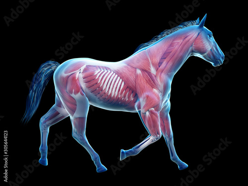 3d rendered medically accurate illustration of the equine anatomy - the muscle system