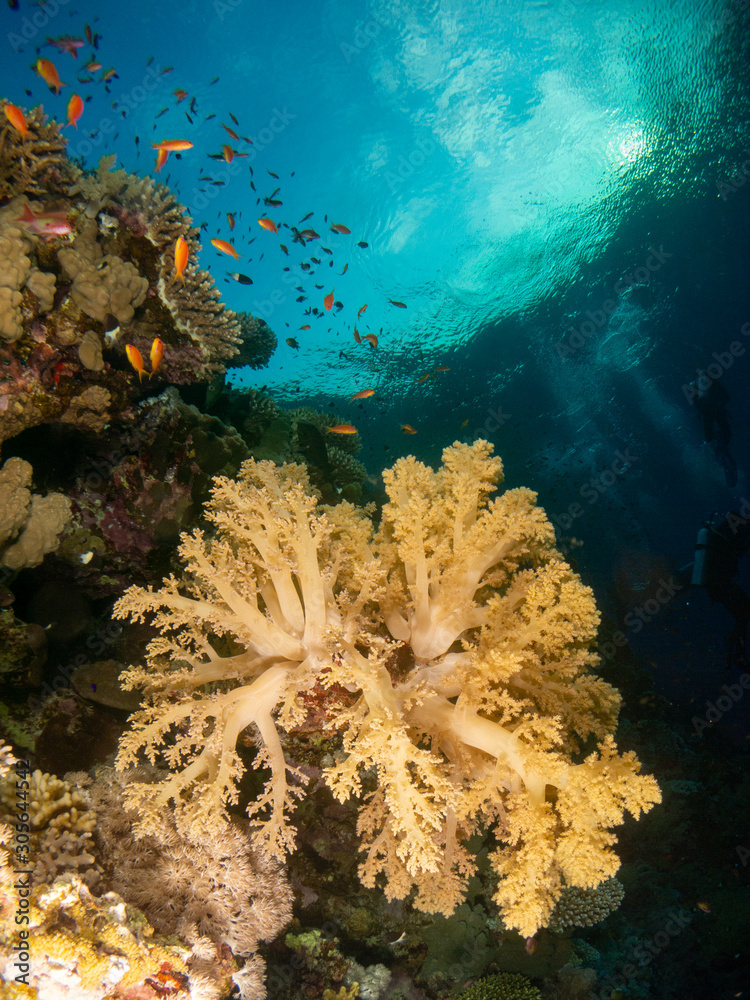 Fototapeta premium seabed in the red sea with coral and fish