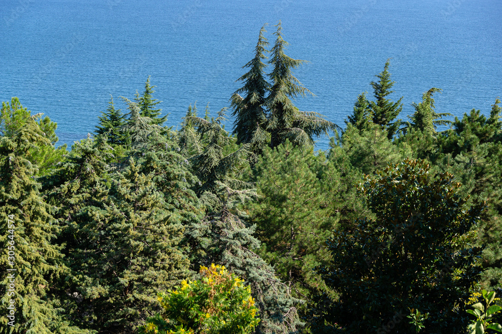 Fototapeta premium View on blue waves thru tops of rare and relict evergreens in landscape park on the Black Sea coastline. Cypress trees, cedars and many flowering trees in the Aivazovsky park in Crimea, Partenit.